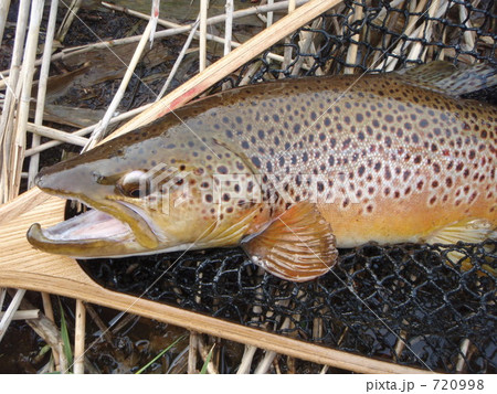 ブラウントラウト2009年春 720998