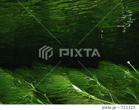 水流になびくバイカモ 721325