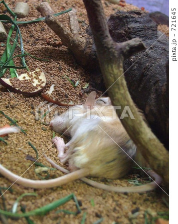 砂ネズミの寝顔 砂ネズミの寝顔 721645