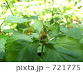 野いちごとバッタ 721775