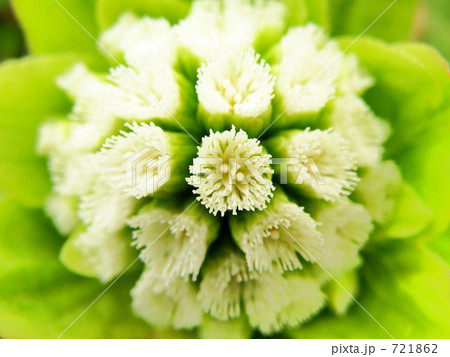 ふきのとう 721862