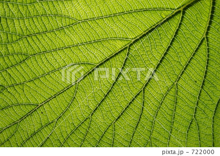 葉の脈 722000