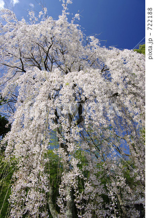 身延山の枝垂桜 身延山の枝垂桜 722188