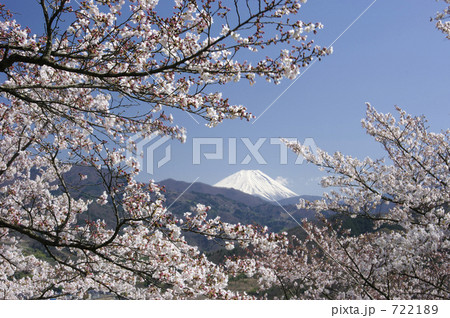 大法師公園の桜と富士山 大法師公園の桜と富士山 722189