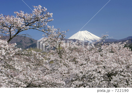大法師公園の桜と富士山 722190