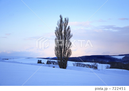 ケンとメリーの木 ケンとメリーの木 722451