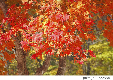 紅葉 722550