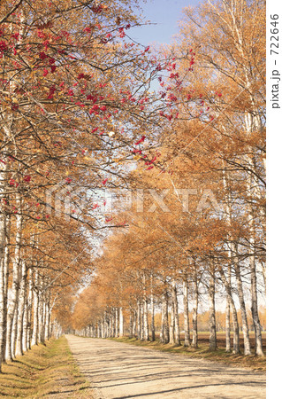 シラカバ並木道 722646