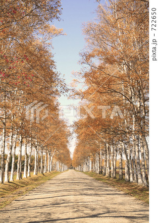 シラカバ並木道 722650