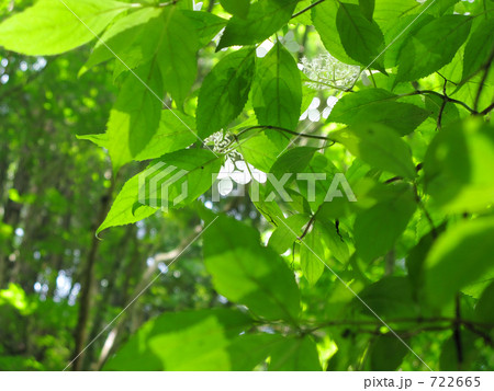 光に透けるヤマアジサイ 722665