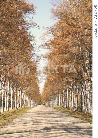 シラカバ並木道 シラカバ並木道 722700