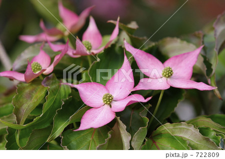 ベニバナヤマボウシ ベニバナヤマボウシ 722809