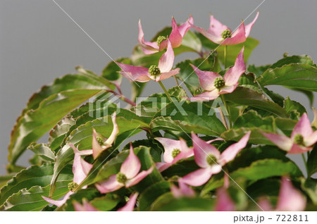 ベニバナヤマボウシ ベニバナヤマボウシ 722811