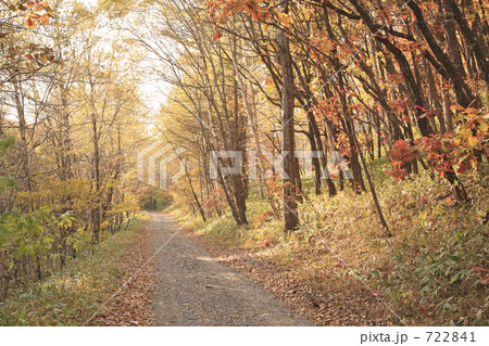 秋の林道 722841
