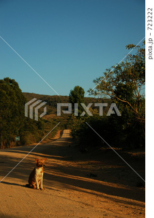 アフリカと犬 アフリカと犬 723222