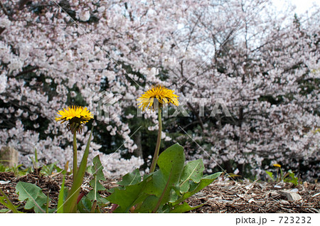 たんぽぽの花見 723232