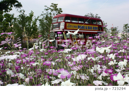 アグロステンマ 723294