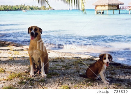 タヒチ ビーチリゾートの仲良し犬の写真素材 723339 Pixta