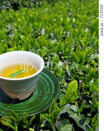 ウマいぞ新茶 723566