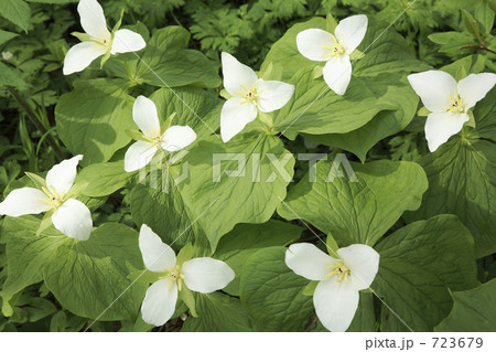 オオバナノエンレイソウ 723679