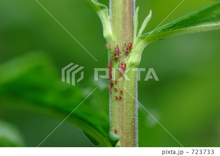 セイタカアワダチソウヒゲナガアブラムシ 723733