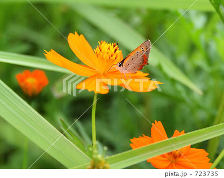 ベニシジミ蝶とキバナコスモス ベニシジミ蝶とキバナコスモス 723735