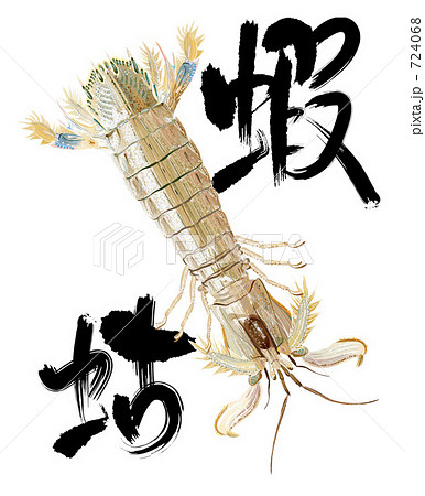 シャコと筆文字 724068