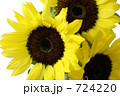 ひまわり 724220