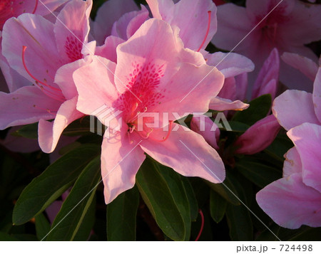 夕日を浴びて華やかに咲く 724498