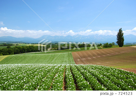 ジャガイモの花とケンとメリーの木 724523