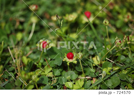 野いちご　旧岩崎邸 724570