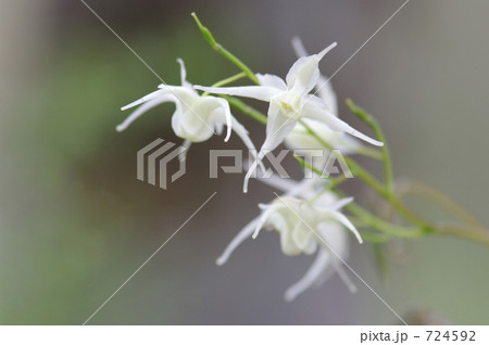 キバナイカリソウ 724592