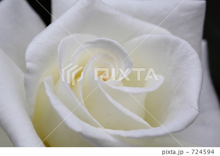 春の薔薇　オーナー　旧古河庭園 724594