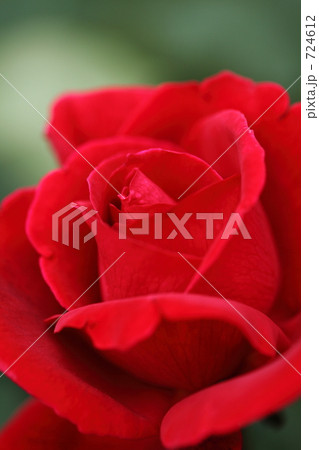 春の薔薇　ミスターリンカーン　旧古河庭園 724612
