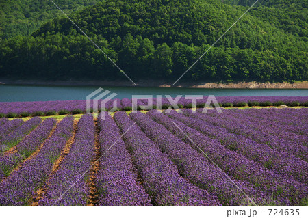 金山湖のラベンダー 金山湖のラベンダー 724635