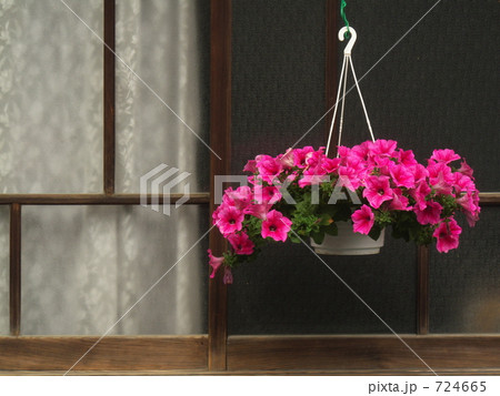 格子窓とペチュニア 724665