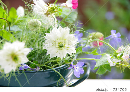 くろたね草 724706