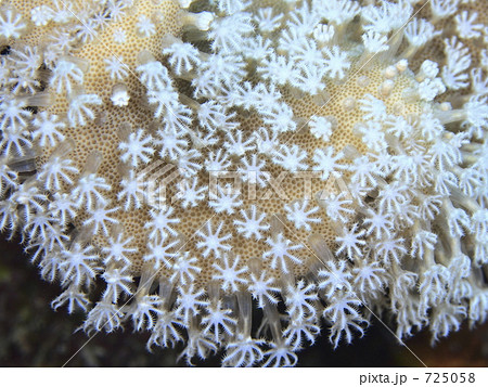 サンゴのポリプ 725058