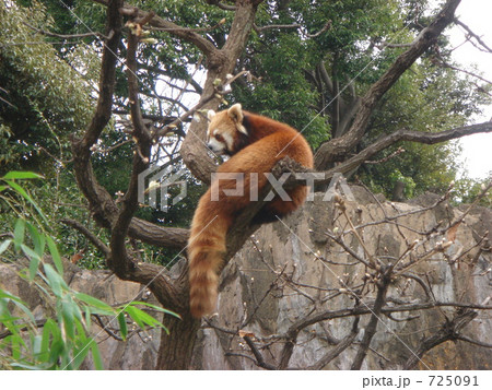 野毛山動物園のレッサーパンダ 725091