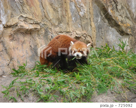 野毛山動物園のレッサーパンダ 野毛山動物園のレッサーパンダ 725092