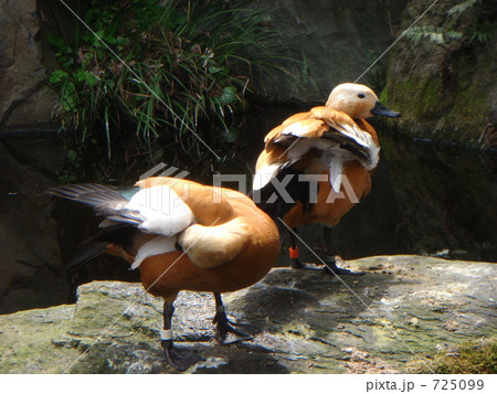 野毛山動物園のカモ 725099