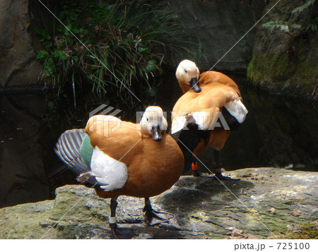 野毛山動物園のカモ 725100