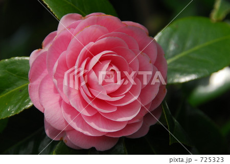 ツバキの花 725323