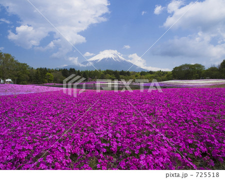 芝桜と富士山 725518
