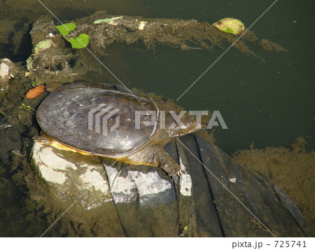 都会のスッポン　soft-shelled-turtle 725741