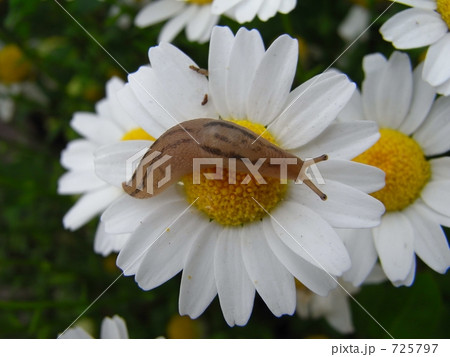 花上での食事 725797