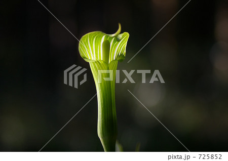 マムシグサ 725852