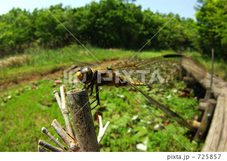 ヨツボシトンボ 725857