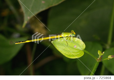 キイトトンボ 725868