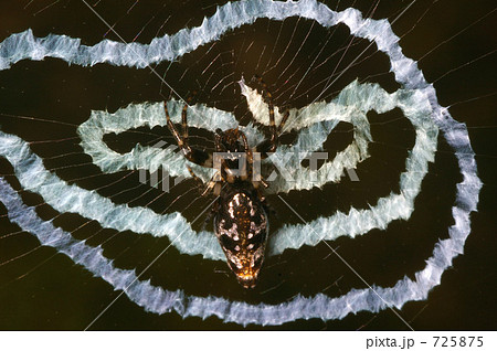 面白い網を作るギンナガゴミグモ 725875